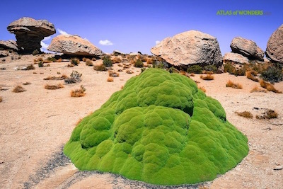 yareta.jpg